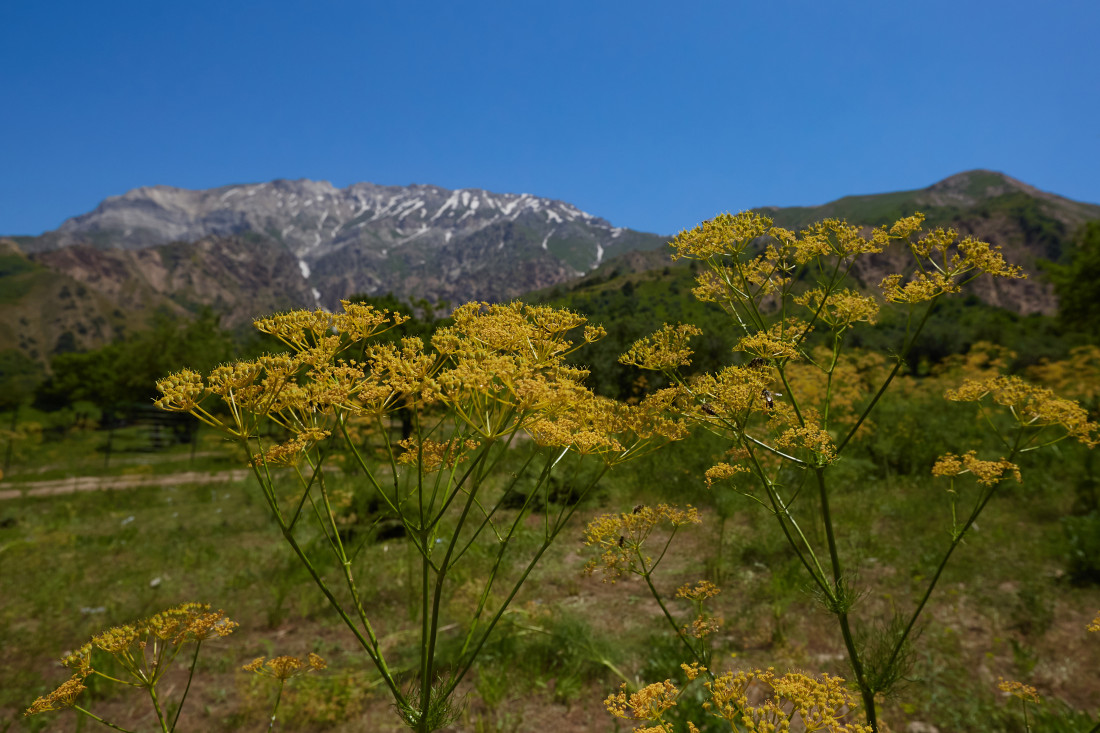 Yalangoch fotosuratlar